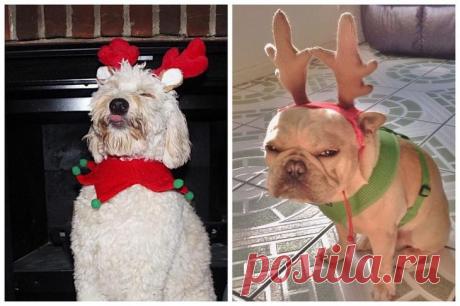 20 животных, которые ненавидят Новый год и все, что с ним связано Новый год и Рождество — пожалуй, самое счастливое и чудесное время года для большинства людей… но только не для животных! Наши четвероногие друзья сходят с ума от всей этой предпраздничной суеты и ярк...