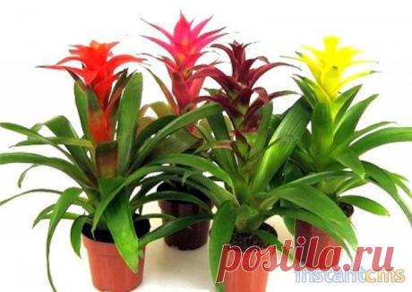 Гусмания — Талгар - городской портал