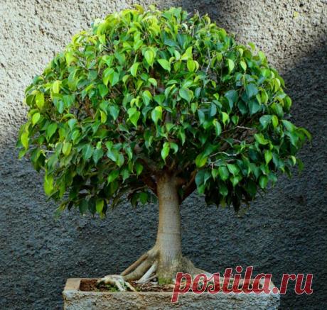 Фикус Бенджамина Кинки: уход в домашних условиях