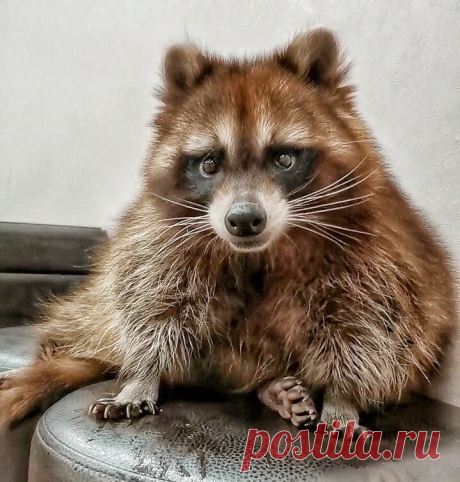 Завел енота - считай сменил квартиру! Стихийное бедствие в одом пушистом лице | Енот Торнадо и его Семья❤️ | Дзен
