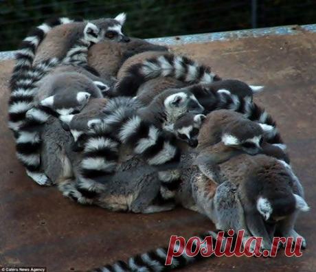 Очаровательные «подушки» / Питомцы