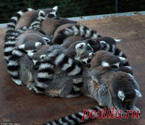 Очаровательные «подушки» / Питомцы