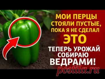 Мои перцы стояли ПУСТЫЕ, пока я не сделал ЭТО. Теперь урожай собираю ведрами! 🏆