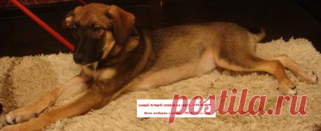 ОЧЕНЬ НУЖЕН ДОБРЫЙ И ПРЕДАННЫЙ ХОЗЯИН!!!!!!