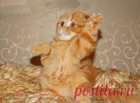 (48) Одноклассники