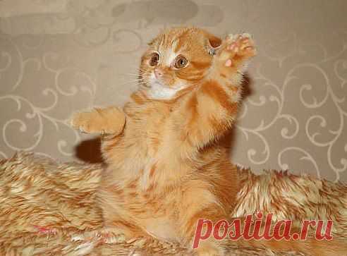 (48) Одноклассники