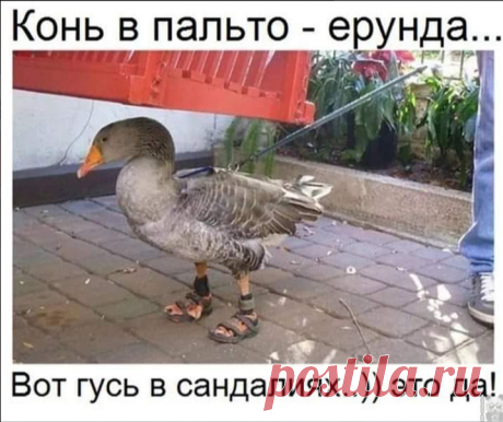 Свежая порция юмора: 25 отличных анекдотов в картинках, чтоб посмеяться от души