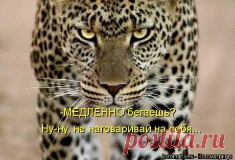 Котоматрица: Лучшие за январь 2014