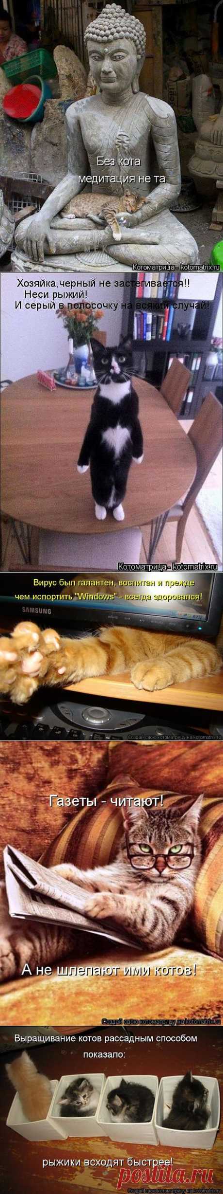 (+1) - Новые смешные котоматрицы января! | ЛЮБИМЫЕ ФОТО