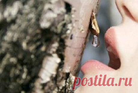 Уникальные лечебные свойства и польза березового сока.
