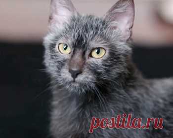 Ликой - ласковые, добрые, очень дружелюбные коты и кошки, которые обожают проводить время со своими любимыми людьми.