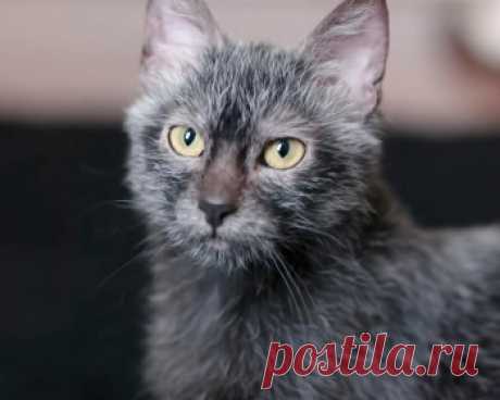 Ликой - ласковые, добрые, очень дружелюбные коты и кошки, которые обожают проводить время со своими любимыми людьми.