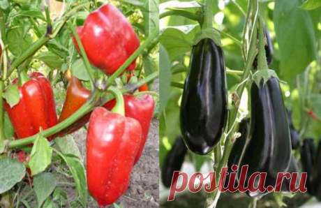 Правильный полив огородных растений