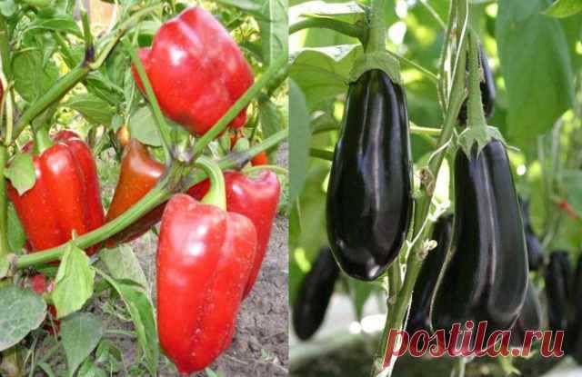 Правильный полив огородных растений