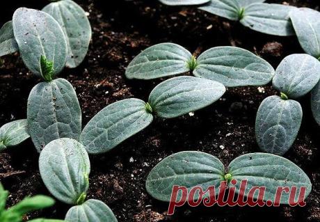 Огурцы: сильнее корни - больше урожай!

Существует эффективный метод выращивания раннего урожая огурцов - в среднем по 20-25 шт. с каждого куста. Урожай при использовании этого метода в несколько раз выше обычного.

Для этого сухие семена огурцов высевают в ящики, на дно насыпают песка - для фильтрации, сверху добавляют почвосмесь (50% огородной земли и 50% перегноя).

Наполнять ящички следует до половины их высоты на 3-4 см. Семена высаживают на глубину 1-2 см через 3-4 с...