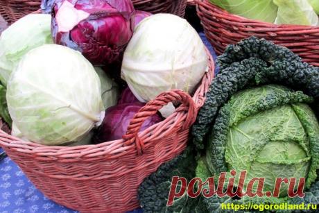Секреты длительного хранения капусты