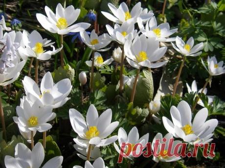 Белоснежная сангвинария