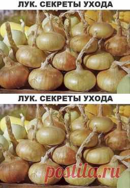 Лук. Секреты ухода и большого урожая. - Садоводка