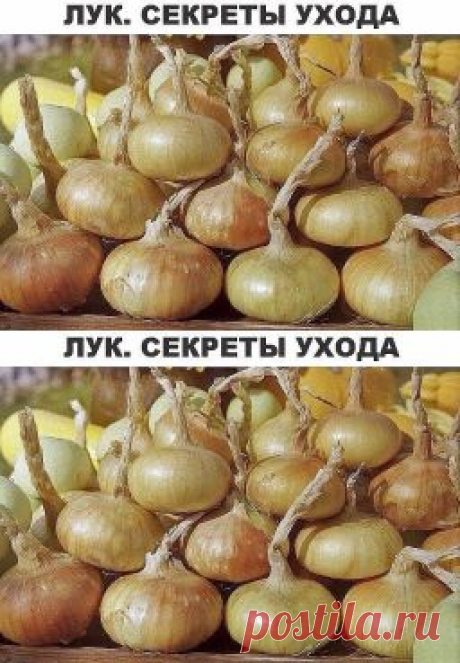 Лук. Секреты ухода и большого урожая. - Садоводка
