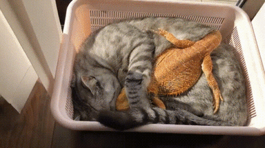 Cuddles Cuddling GIF - Find & Share on GIPHY Discover & share this Cuddles GIF with everyone you know. GIPHY is how you search, share, discover, and create GIFs.