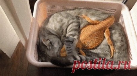 Cuddles Cuddling GIF - Find & Share on GIPHY Discover & share this Cuddles GIF with everyone you know. GIPHY is how you search, share, discover, and create GIFs.