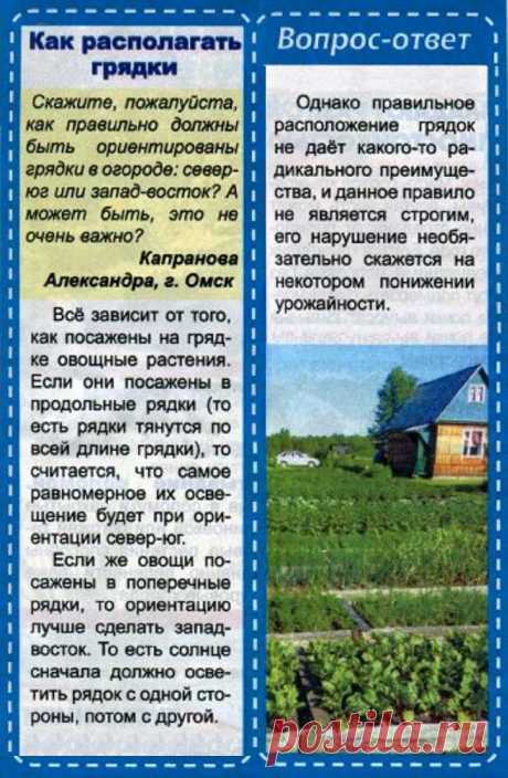 Как располагать грядки