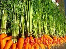 Ботва моркови: полезные свойства.