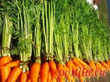 Ботва моркови: полезные свойства.