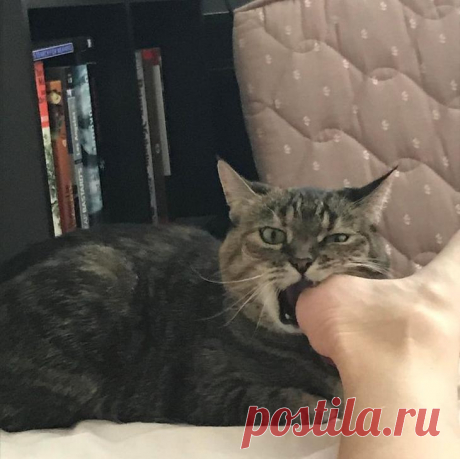 18 котов-анархистов, которые вели себя плохо, и это наверняка сошло им с пушистых лап