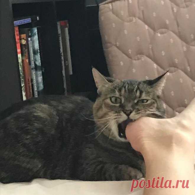 18 котов-анархистов, которые вели себя плохо, и это наверняка сошло им с пушистых лап