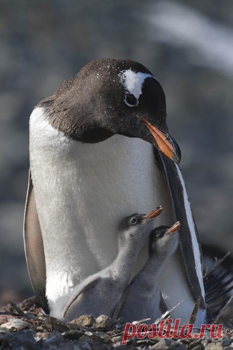 Загадки про пингвина с ответами – 35 самых лучших загадок – ladyvi.ru