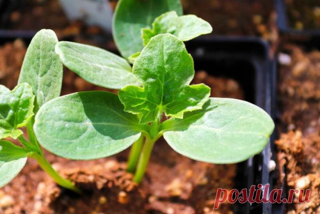 Как вырастить арбузы из семян
Арбуз является бахчевой культурой, которая может выращиваться в любом регионе страны. Но...
Читай пост далее на сайте. Жми ⏫ссылку выше