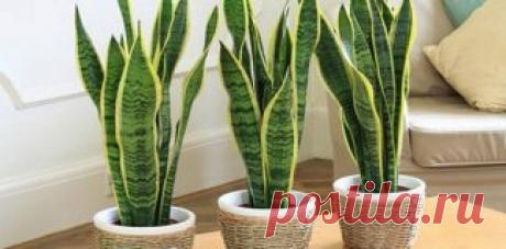 News | Золотые посты
Эти растения – кислородные бомбы!