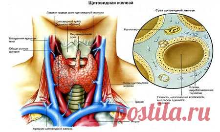 Каша для щитовидной железы