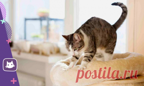 😻Зачем кошки "мнут" лапками | Нос, хвост, лапы | Яндекс Дзен