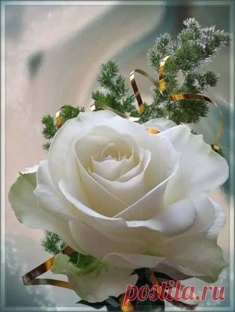 Perfection~Snow White | My Rose Garden