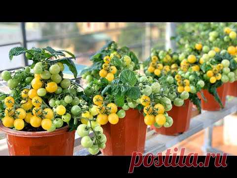 Вырастить высокоурожайные томаты несложно, легко, да и плодов много