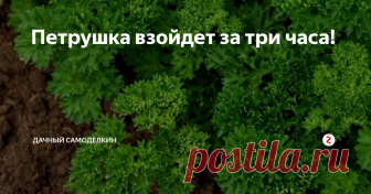 Петрушка взойдет за три часа! Привет, друзья!
Сегодня будет фокус, да, да именно так можно расценивать этот способ посадки петрушки....Итак обо всем по порядку....
Я сама воспользовалась этим способом один год, когда после посадки всех овощей и трав  неожиданно обнаружила, что петрушку то я посадить забыла!!!!!
А многие знают, что петрушка очень туговсхожее растение.