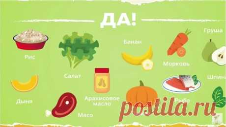 В рацион чихуа  необходимо включать:
диетическое мясо после термообработки;
крупы в виде каш (гречка, кукуруза, рис, геркулес);
овощи сырые, тушеные, вареные;
некоторые фрукты.