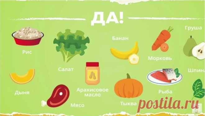 В рацион чихуа  необходимо включать:
диетическое мясо после термообработки;
крупы в виде каш (гречка, кукуруза, рис, геркулес);
овощи сырые, тушеные, вареные;
некоторые фрукты.