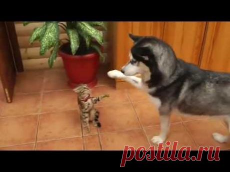 Хаски лучшие!играют с щенками и котами и поют)