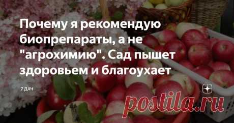 Почему я рекомендую биопрепараты, а не "агрохимию". Сад пышет здоровьем и благоухает Статья автора «7 дач» в Дзене ✍: Продолжаем разговор о возможности отказа от использования химических средств в агротехнической практике.