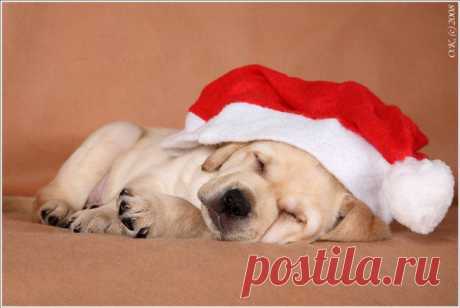 С новым годом! )