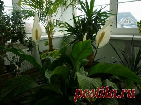 Домашняя магия: цветок Женское счастье - Леди - Стиль жизни на Joinfo.ua