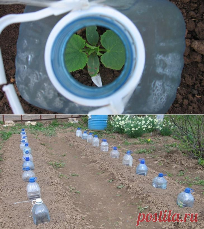 Способы выращивания огурцов в пластиковой бутылке