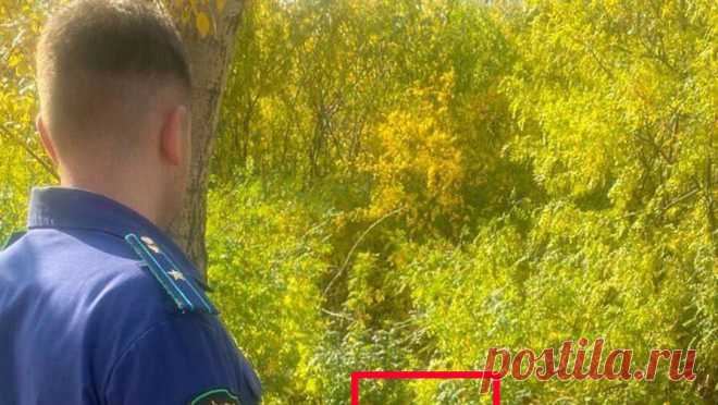Новорожденного мальчика нашли в лесу в Омской области. В лесополосе вблизи села Одесское Омской области местная жительница обнаружила живого младенца. Об этом сообщает пресс-служба СУ СК РФ по региону. Жительница села Одесское возвращалась с обеда на работу через лесной массив и услышала ...