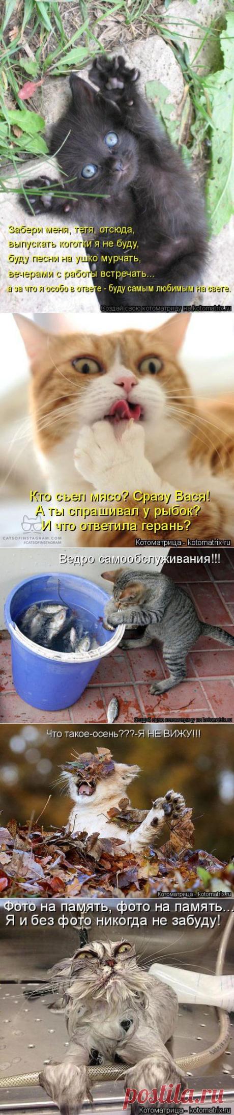 Новая смешная котоматрица | Позитив в картинках и не только
