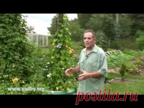 Видео урок &quot;Пирамида из фасоли: красивая и урожайная&quot; https://kurs.sadby.org/sivak/denisova/fasol. Если Вы считаете данную информацию интересной и полезной,  поделитесь с друзьями.