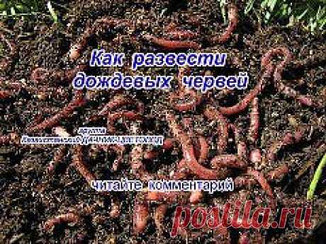 как развести дождевых червей