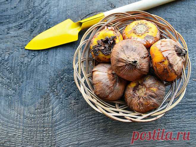 Когда выкапывать и как хранить луковицы гладиолуса? | 6 соток